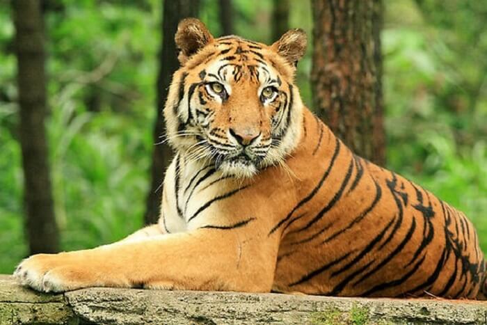 Nếu bạn mơ thấy một con hổ